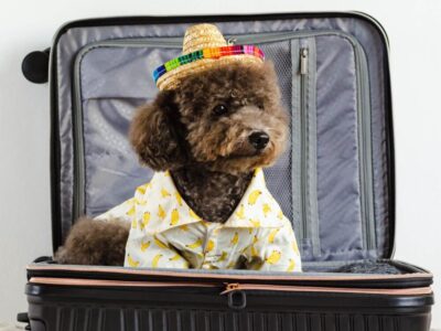 Introducing Doggy Travels: Boosting Your Accommodation's SEO with Our New Dog-Friendly Platform